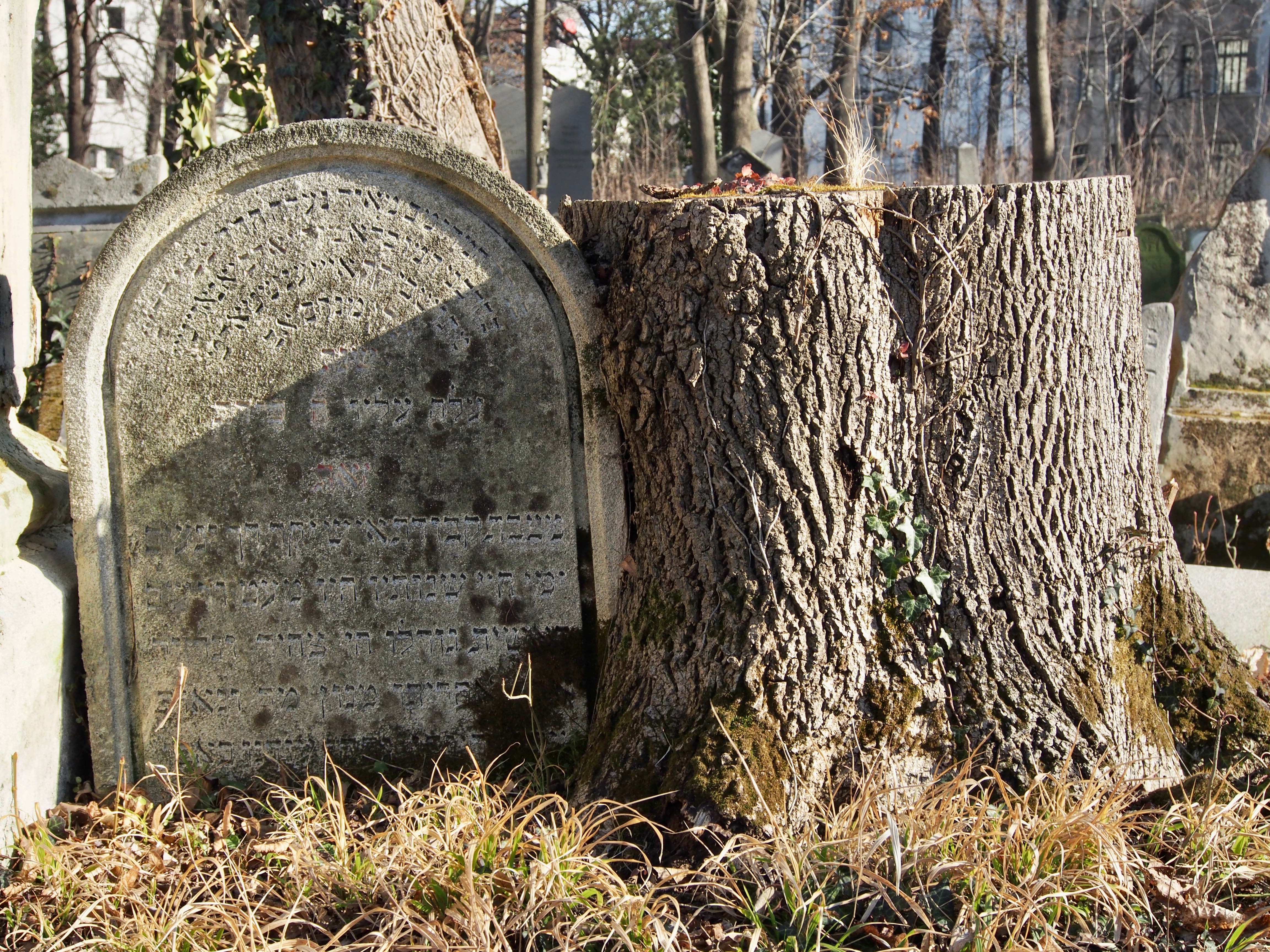 zu sehen ist ein Grabstein mit hebräischer Inschrift an einem Baumstamm.
